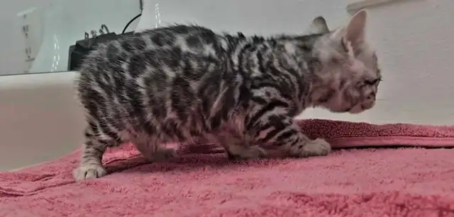 Chatons Bengal silver, prêts à partir ! - Photo 8