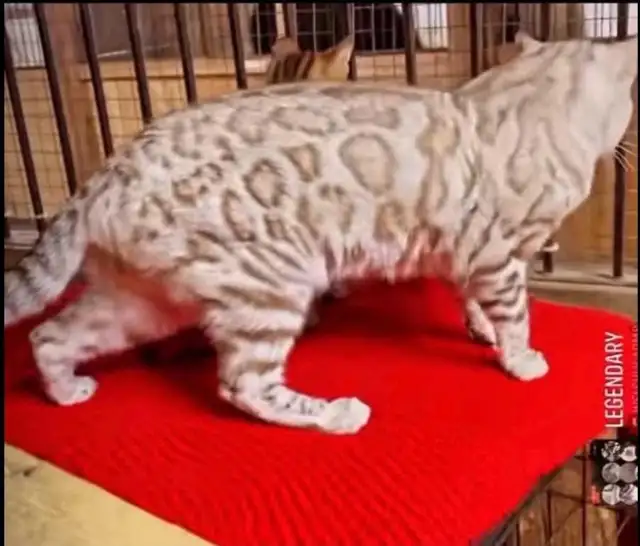 Chatons Bengal silver, prêts à partir ! - Photo 9