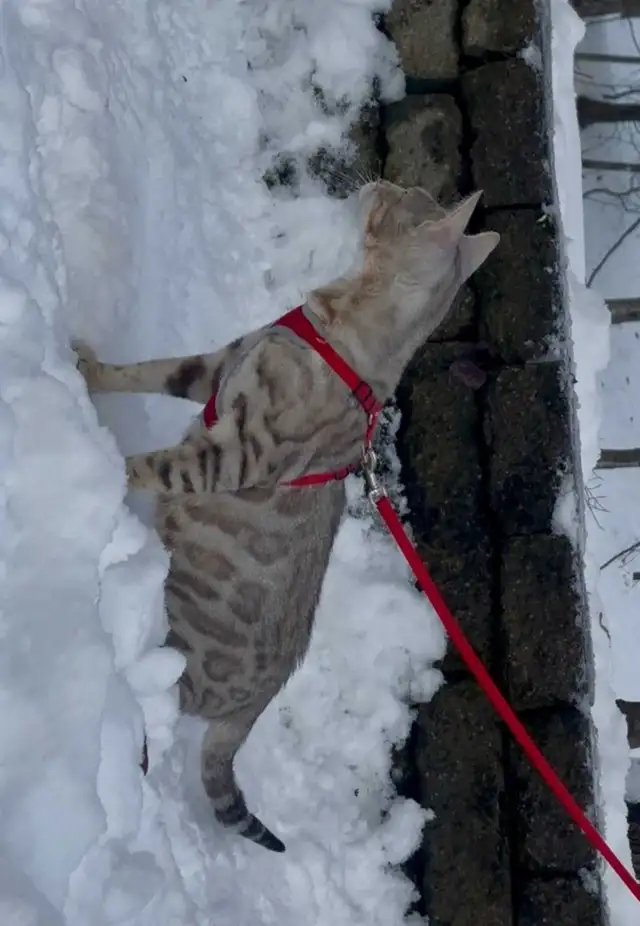 Chatons Bengal silver, prêts à partir ! - Photo 10