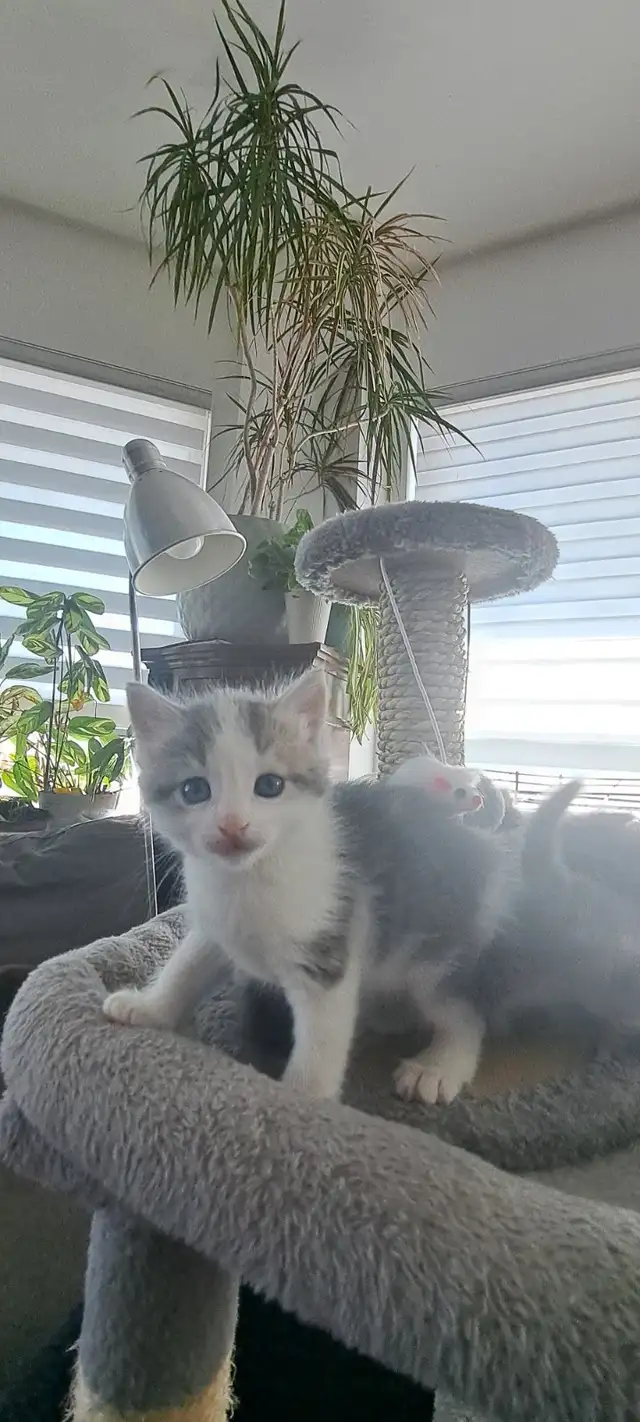 Chatons sibériens hypoallergenics - Photo 2