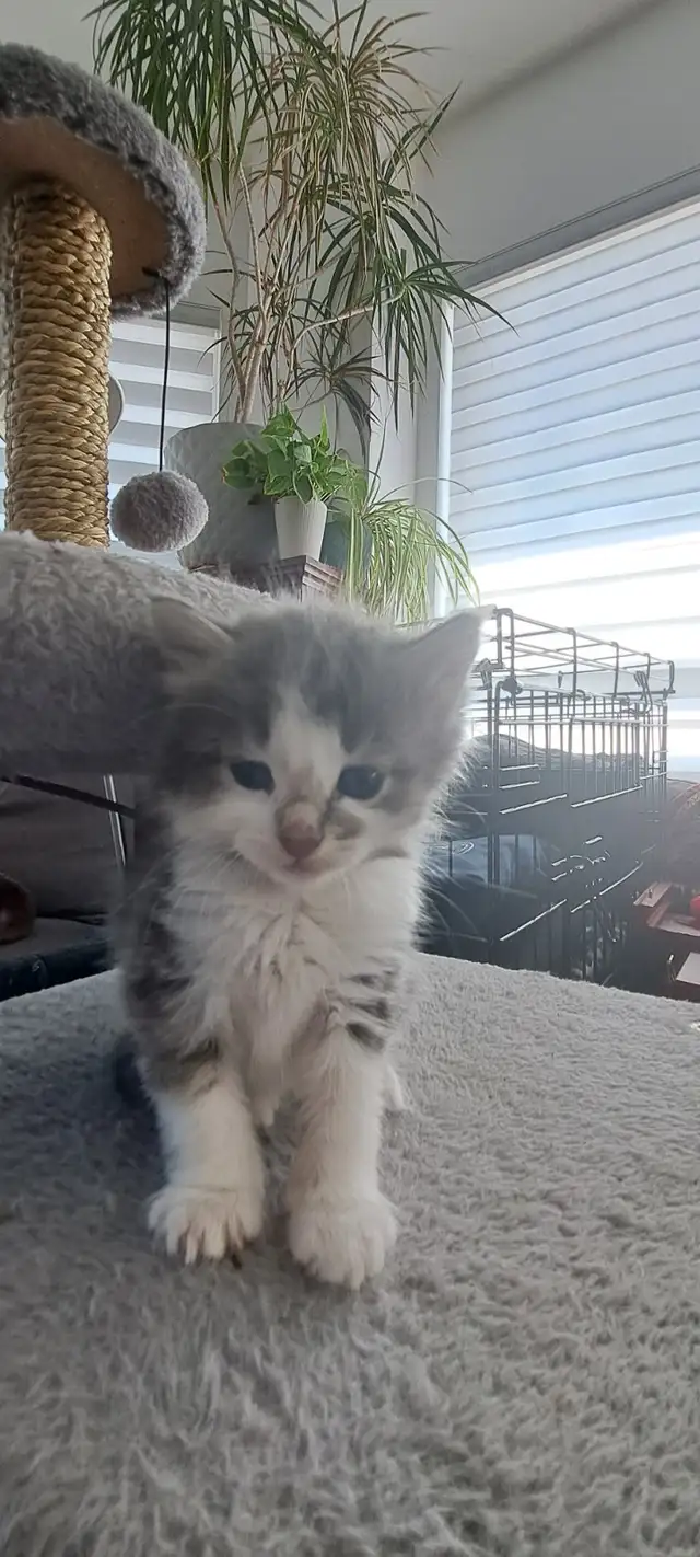 Chatons sibériens hypoallergenics - Photo 3