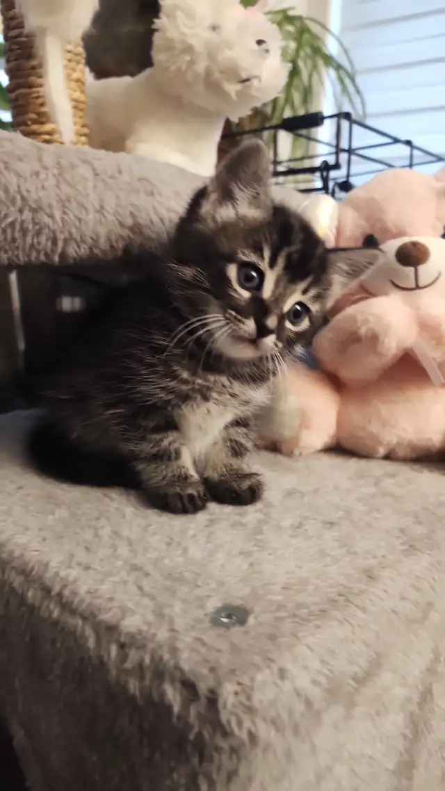 Chatons sibériens hypoallergenics - Photo 4