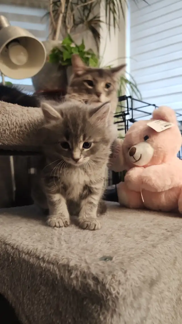 Chatons sibériens hypoallergenics - Photo 5