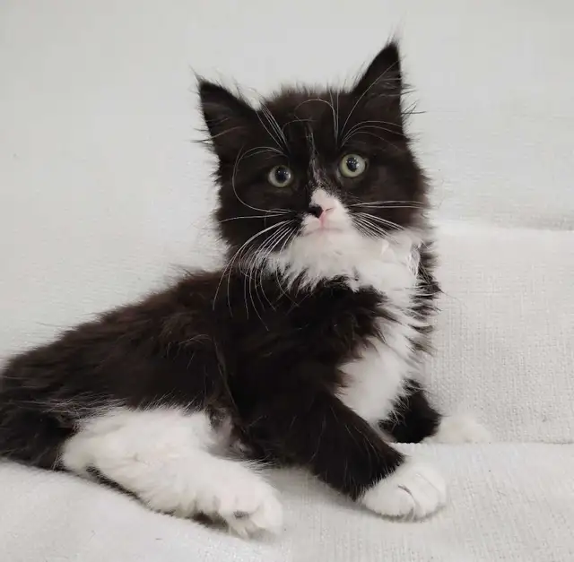 Chaton Sibérien hypoallergene - Photo 3