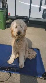 DOG TRAINER - Photo 3