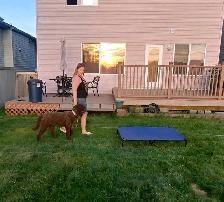 DOG TRAINER - Photo 4