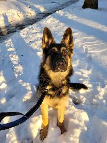 DOG TRAINER - Photo 6