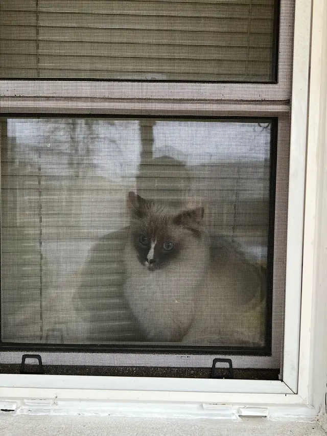 cat for rehoming - Photo 2