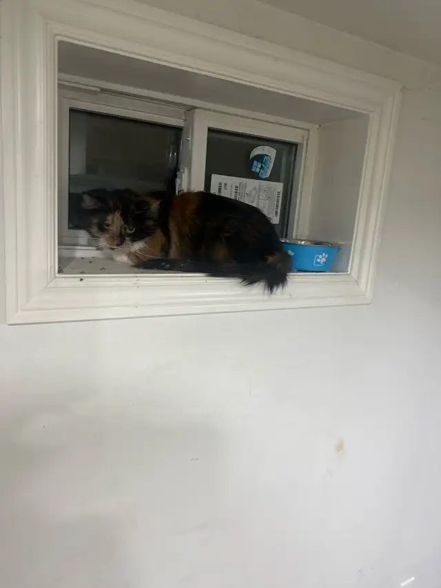 cat abandoned by its evicted tenant looking to be rehomed