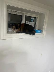 cat abandoned by its evicted tenant looking to be rehomed