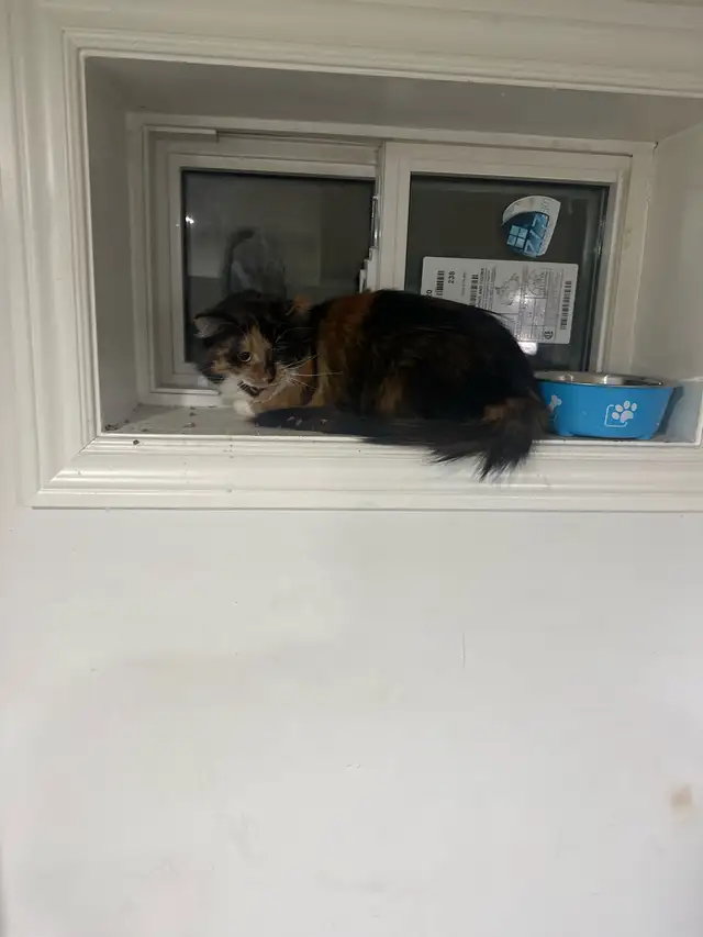 cat abandoned by its evicted tenant looking to be rehomed - Photo 2