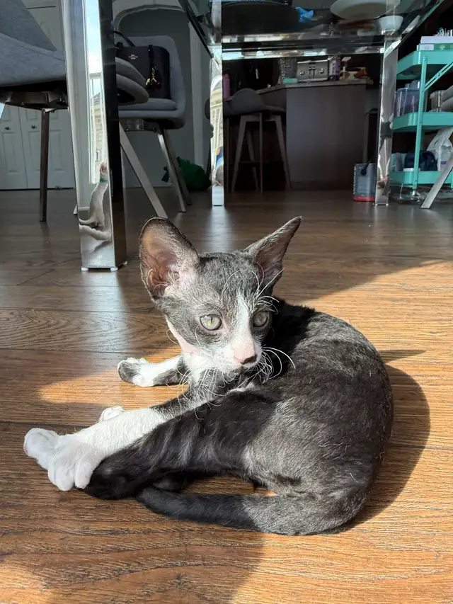 Chaton rex cornish - Photo 2