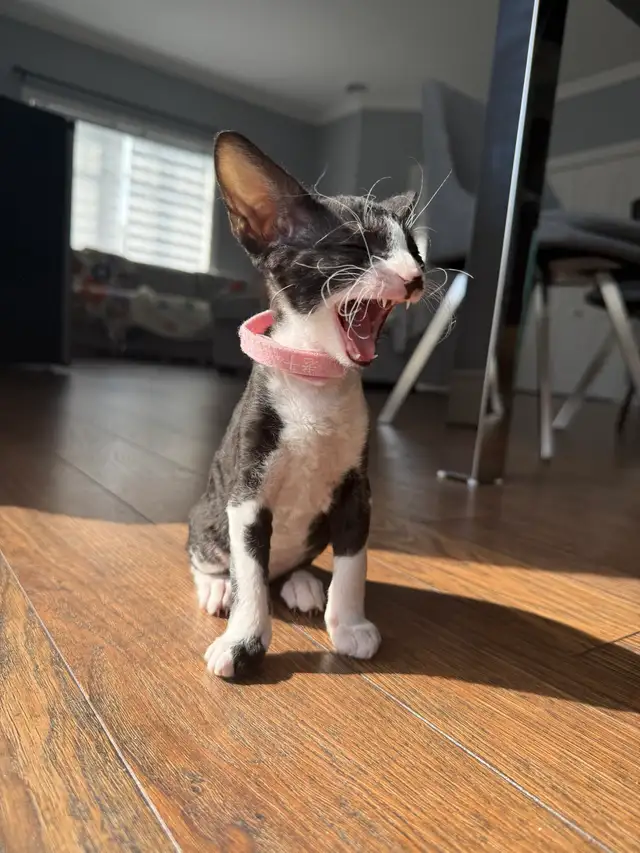 Chaton rex cornish - Photo 3