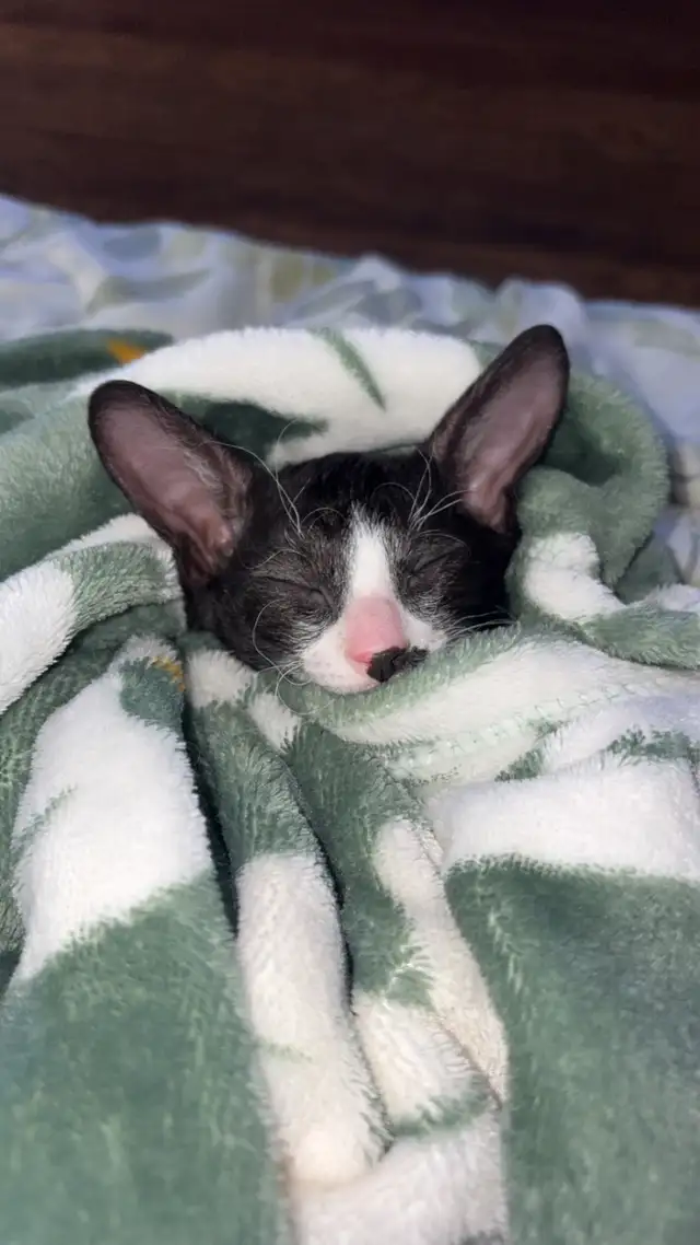 Chaton rex cornish - Photo 5