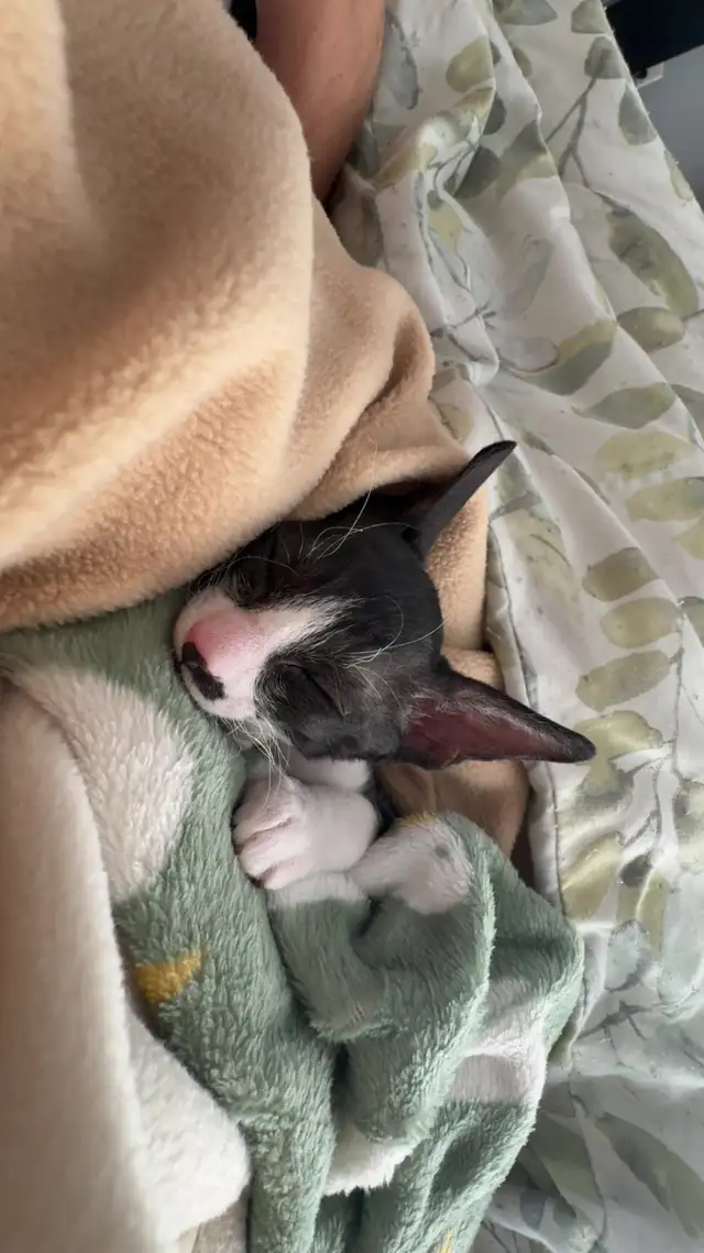 Chaton rex cornish - Photo 6