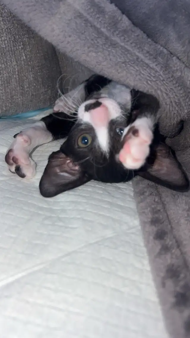 Chaton rex cornish - Photo 8