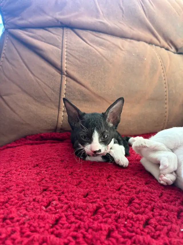 Chaton rex cornish - Photo 9