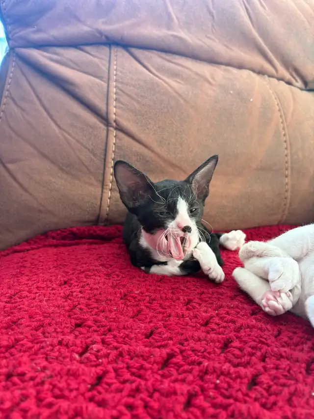 Chaton rex cornish - Photo 10