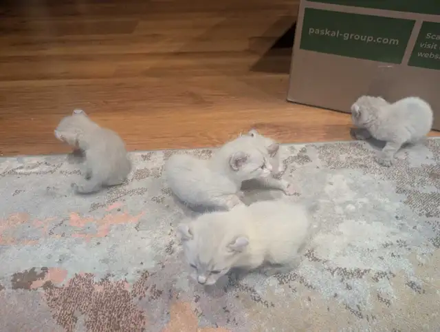 Chaton Hyghland lynx