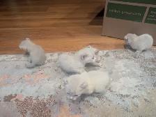 Chaton Hyghland lynx