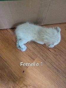 Chaton Hyghland lynx - Photo 2