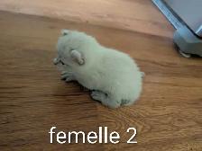 Chaton Hyghland lynx - Photo 3