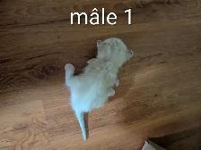 Chaton Hyghland lynx - Photo 4