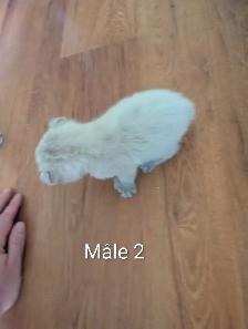 Chaton Hyghland lynx - Photo 5