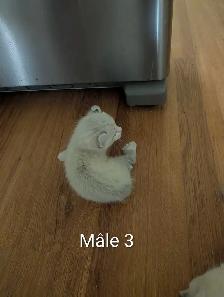 Chaton Hyghland lynx - Photo 6