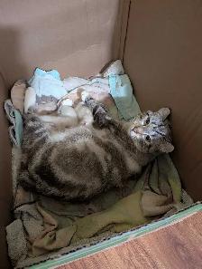 Chaton Hyghland lynx - Photo 7