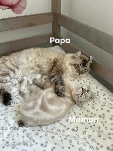 Chaton Hyghland lynx - Photo 8