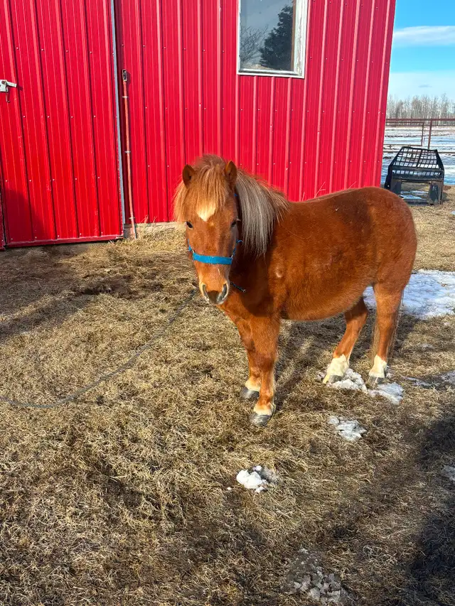 Pony gelding