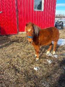 Pony gelding
