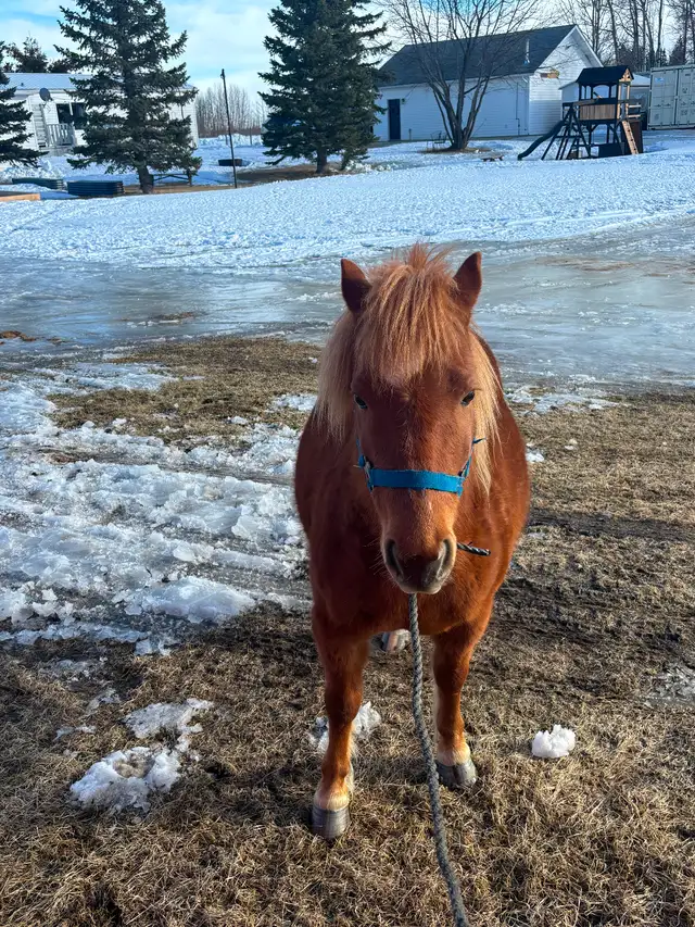 Pony gelding - Photo 2