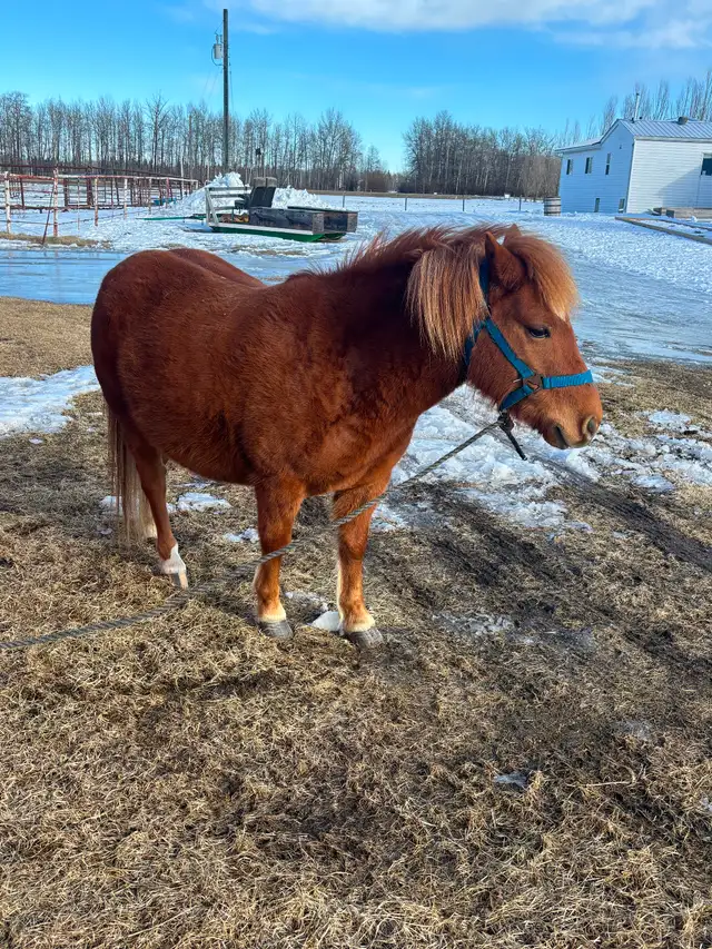 Pony gelding - Photo 3