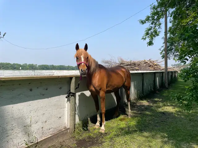 Purebred Arabian