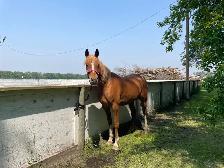 Purebred Arabian