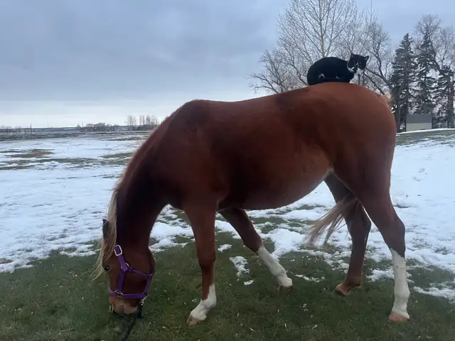 Purebred Arabian - Photo 3