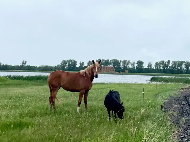 Purebred Arabian - Photo 4