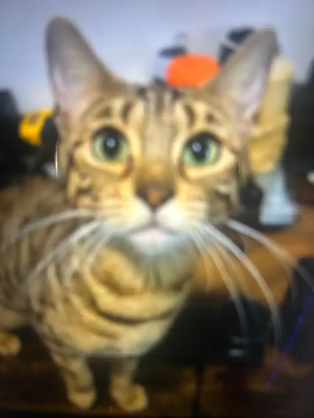 beauty Bengal 2years