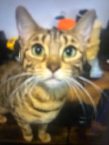 beauty Bengal 2years