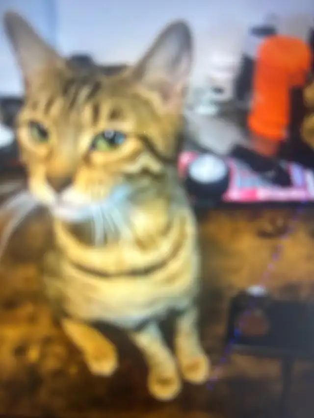 beauty Bengal 2years - Photo 2