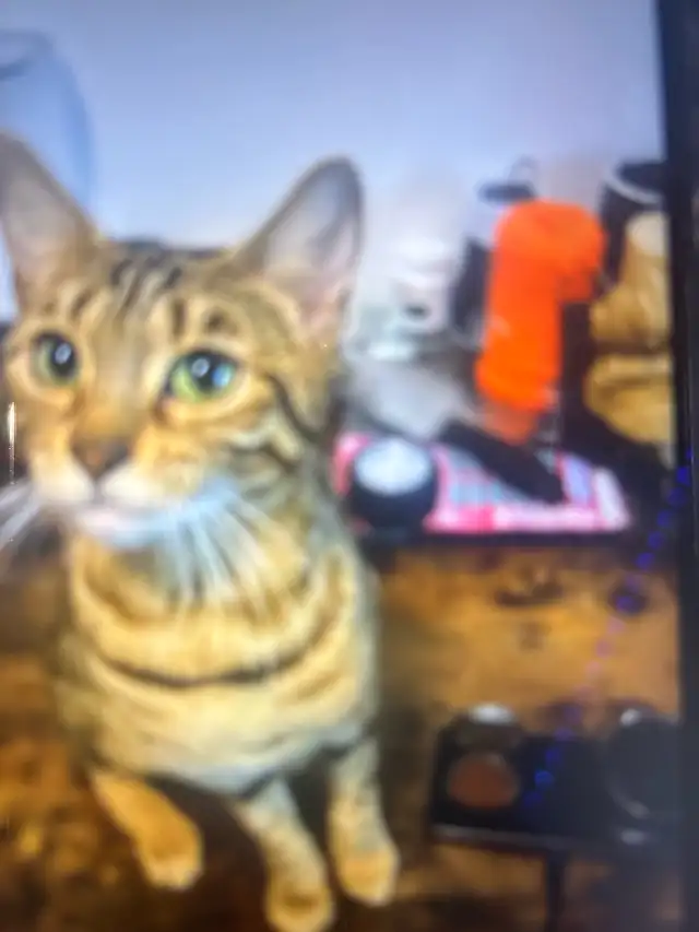 beauty Bengal 2years - Photo 3