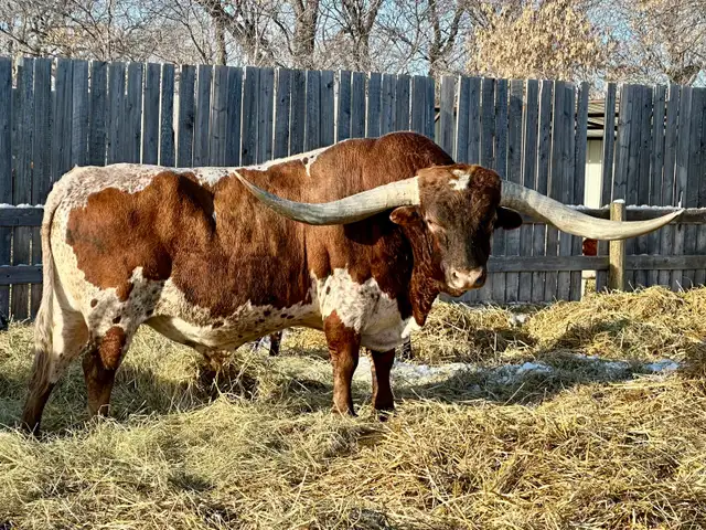 REGISTERED TEXAS LONGHORN BULL