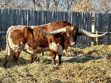 REGISTERED TEXAS LONGHORN BULL