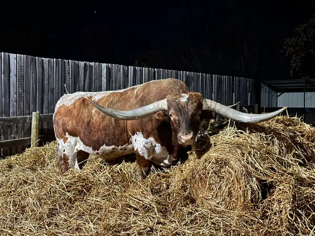 REGISTERED TEXAS LONGHORN BULL - Photo 3