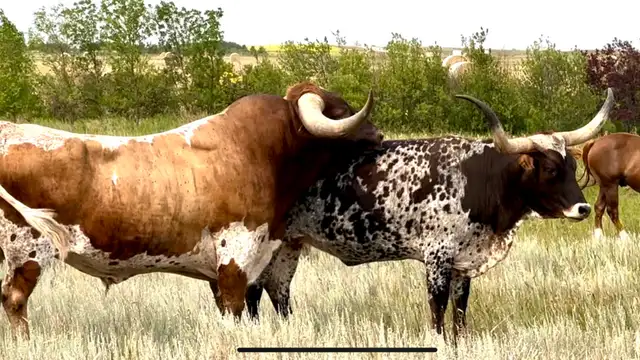 REGISTERED TEXAS LONGHORN BULL - Photo 4