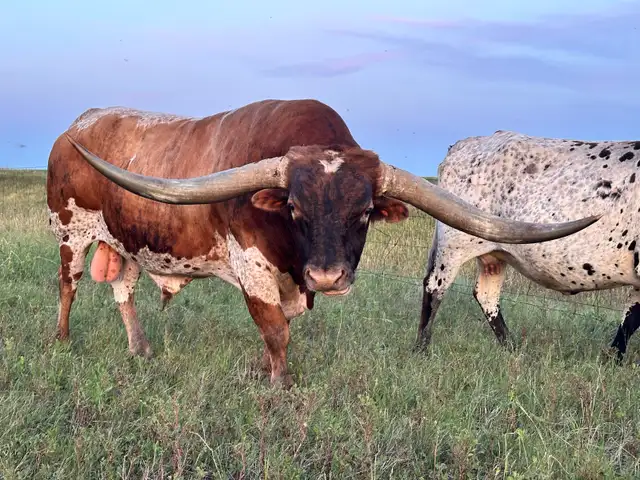 REGISTERED TEXAS LONGHORN BULL - Photo 5