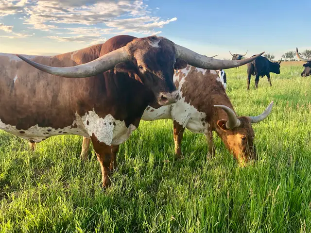 REGISTERED TEXAS LONGHORN BULL - Photo 6