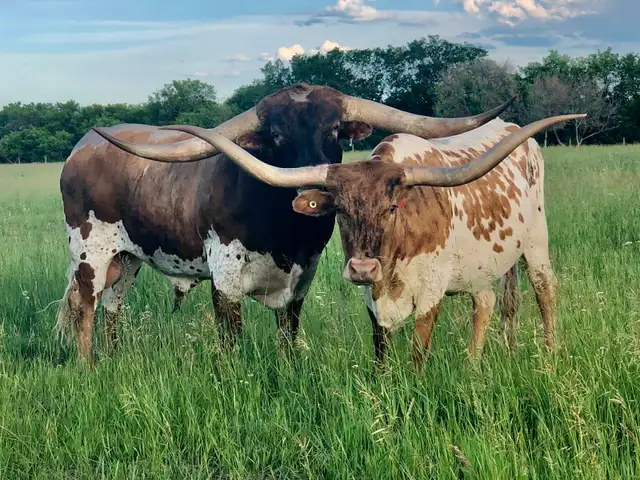 REGISTERED TEXAS LONGHORN BULL - Photo 7
